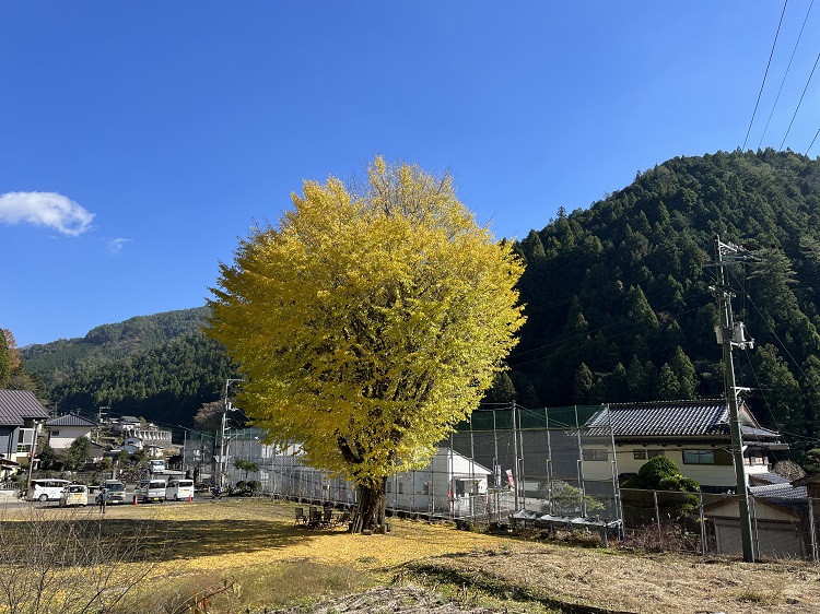 桜梅桃李 | のり面屋のブログ